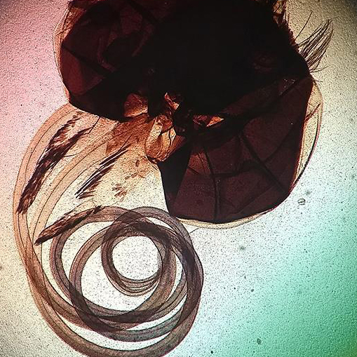 Partes de boca de mariposa