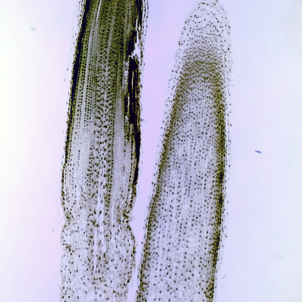 Chlamydomonas (tipo de alga verde)