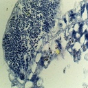 Preparación microscópica de testículos de hydra