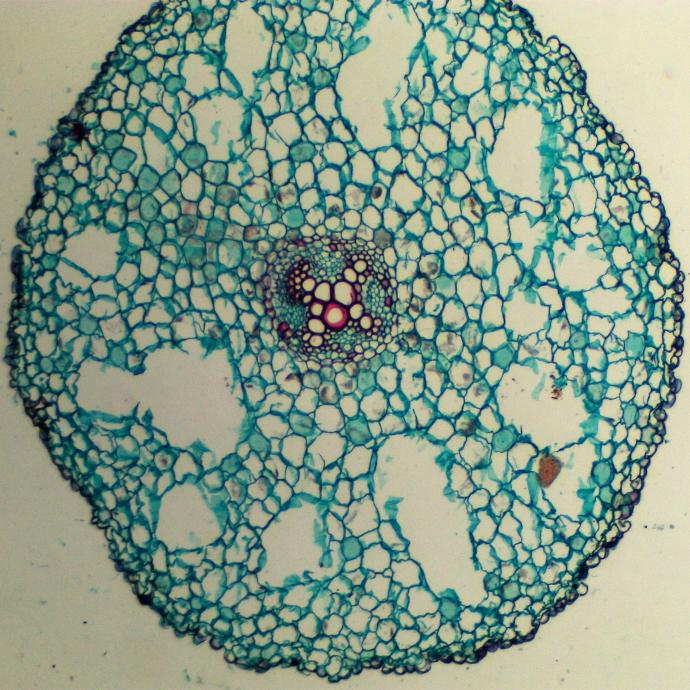 Preparación microscópica de maíz de ranunculus (tipo de flor)