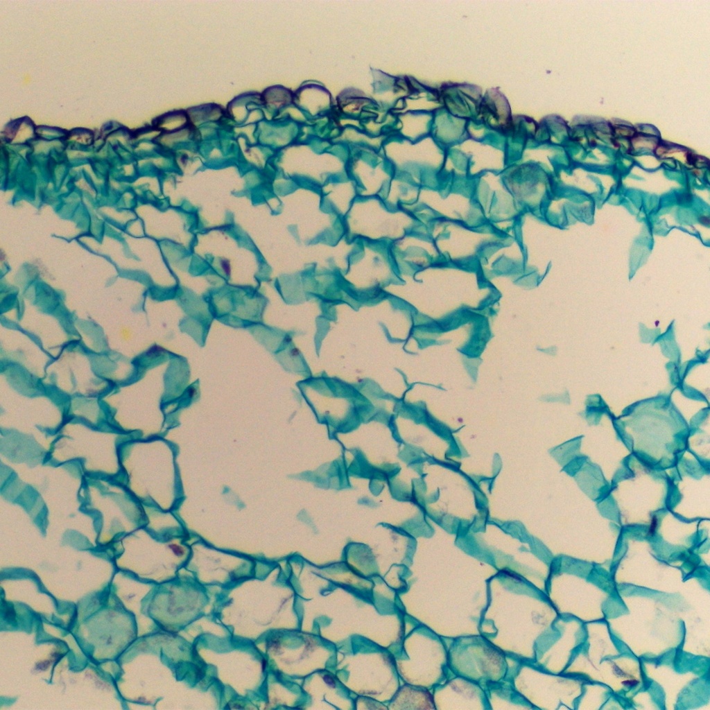 Preparación microscópica de tallo maduro de ranunculus (tipo de flor)