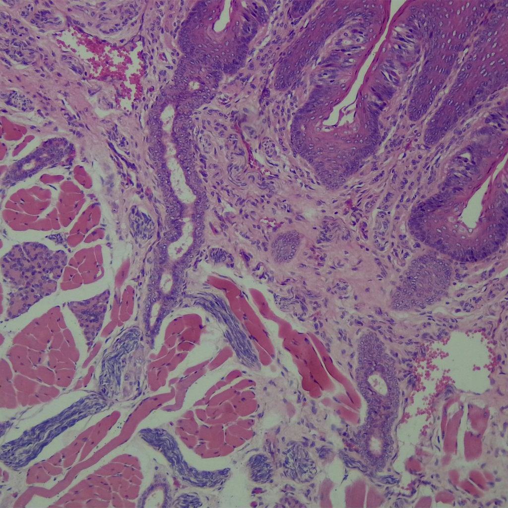 Papilas gustativas conejo