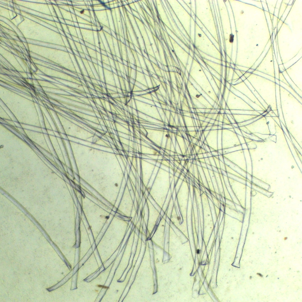 Preparación microscópica de nylon