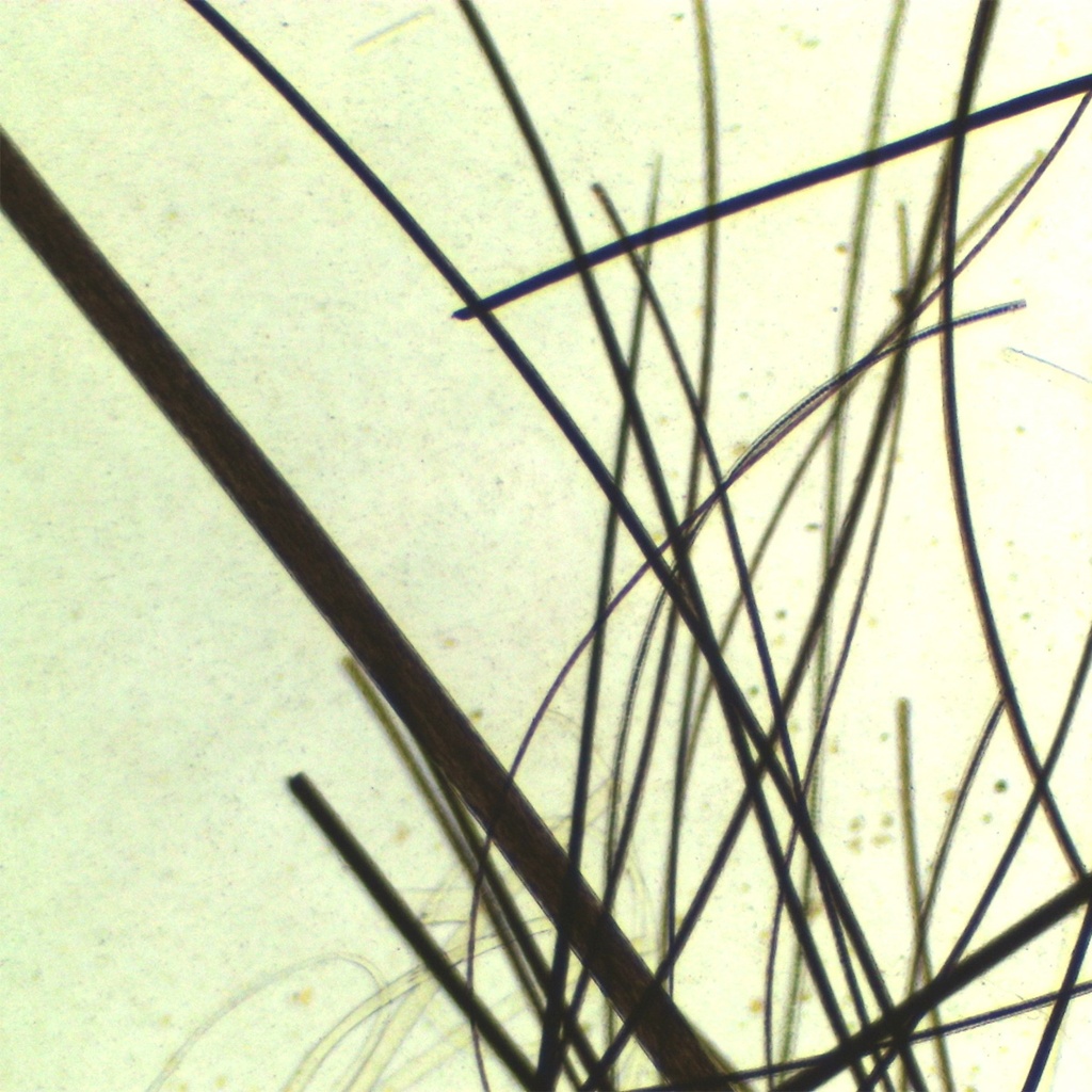 Comparativo de cabello humano, pelo de gato y borrego