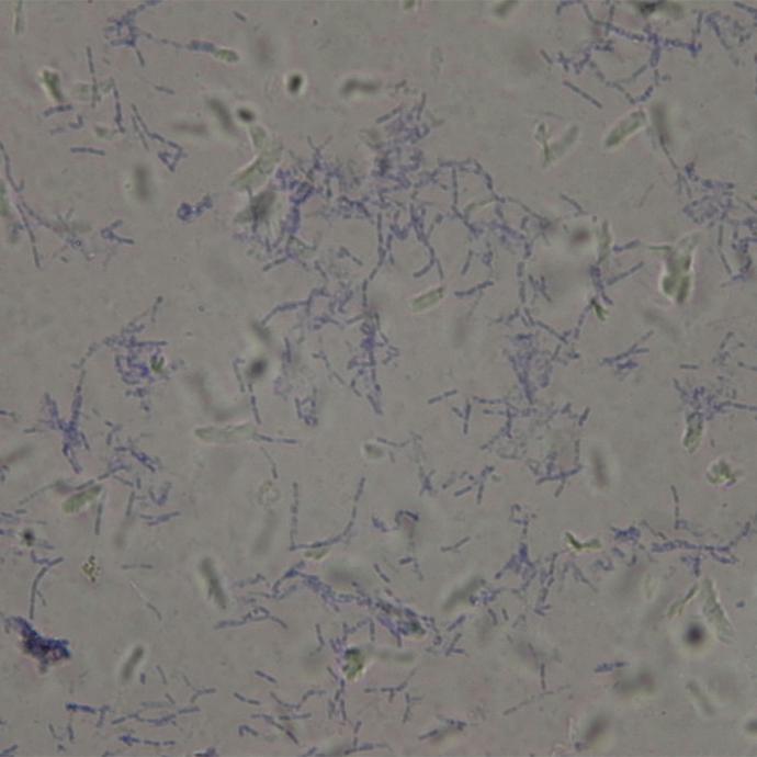 Preparación microscópica de bacillus subtilis bacteria gram +