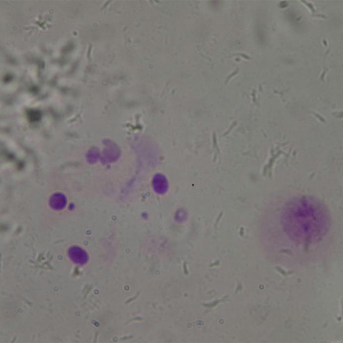 Preparación microscópica de cromosoma XY (macho)