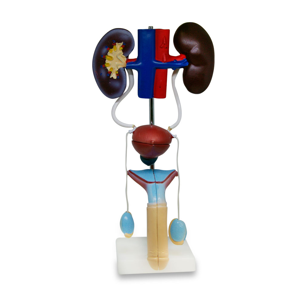 Aparato urinario masculino autoestable