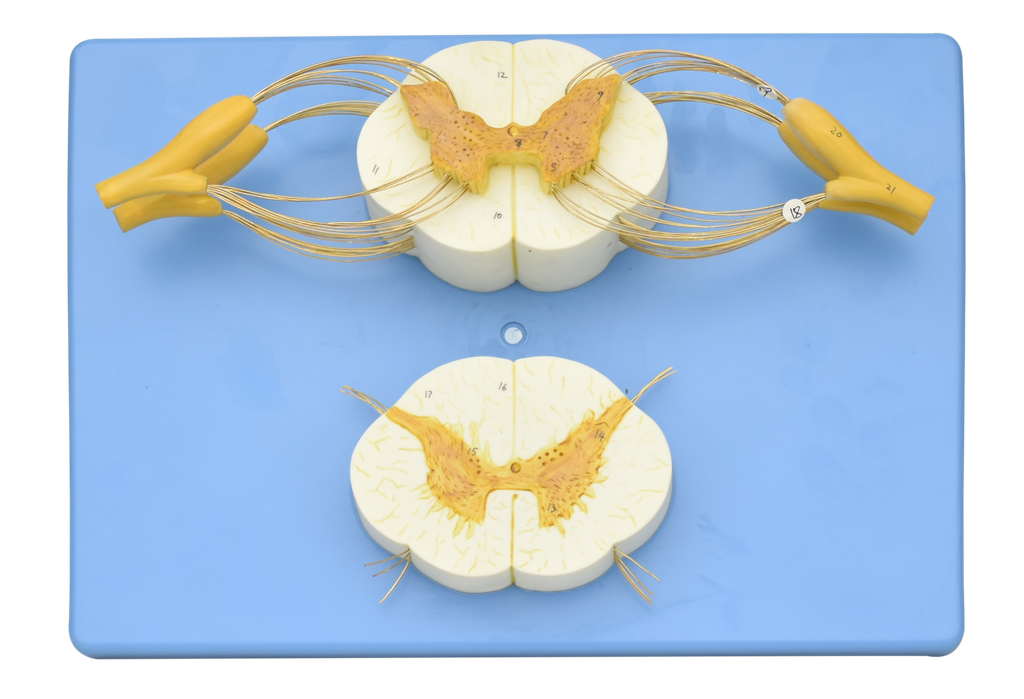 Modelo anatómico de la médula espinal