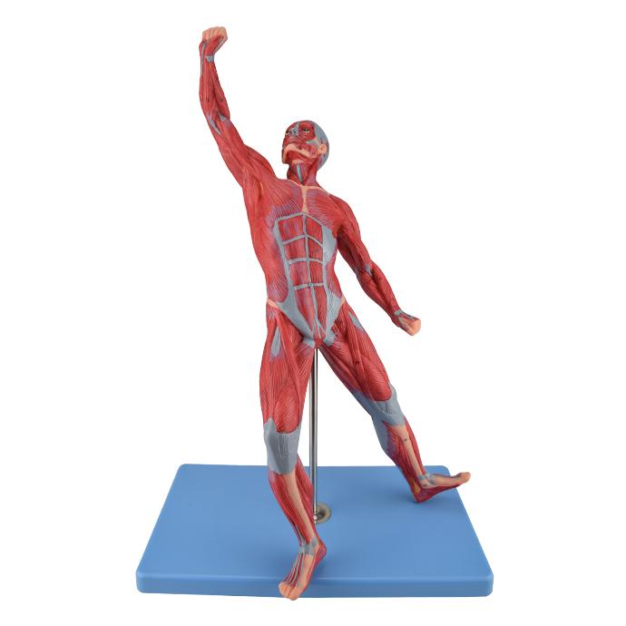 Modelo anatómico muscular masculino