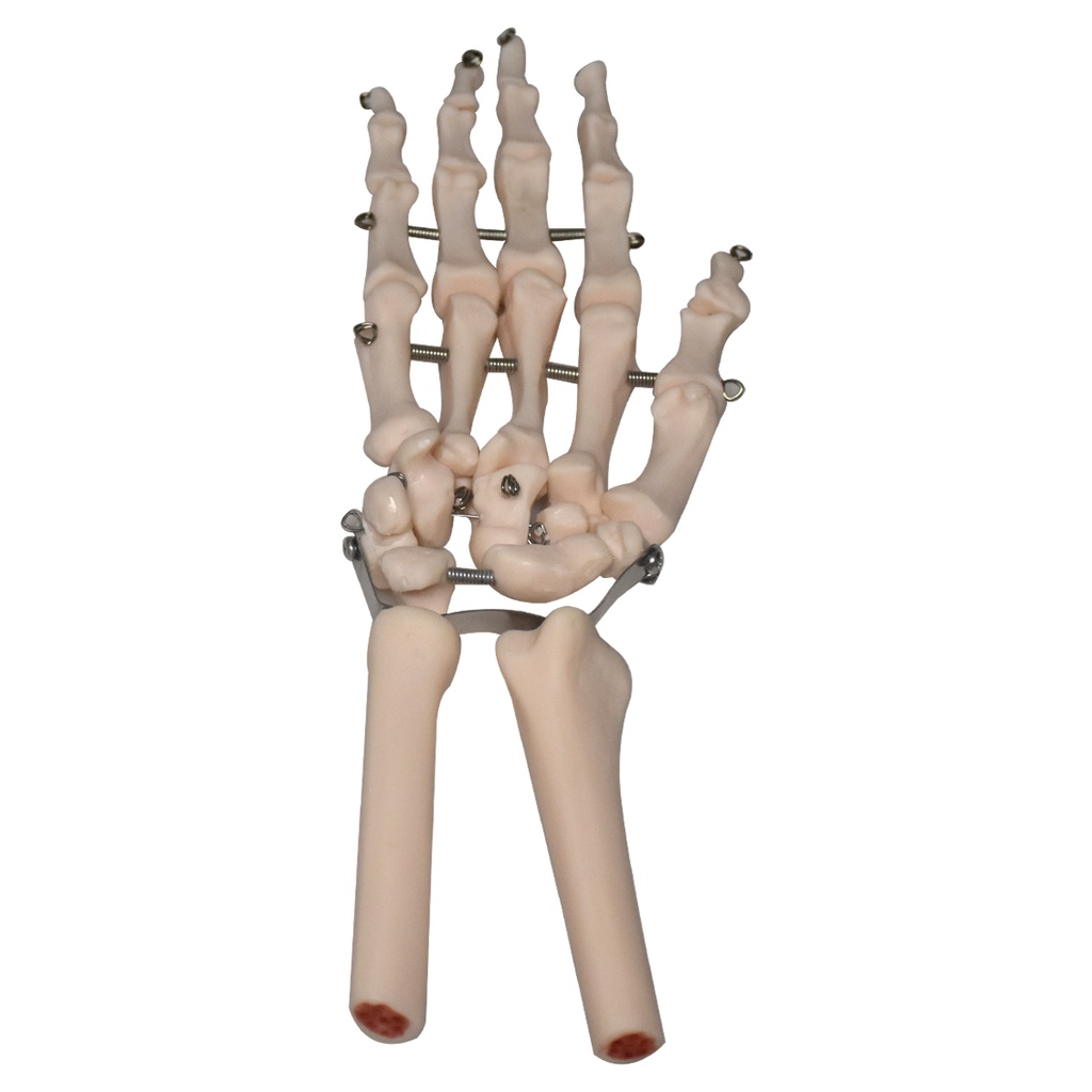 Esqueleto de la mano articulada en alambre