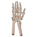 Esqueleto de la mano articulada