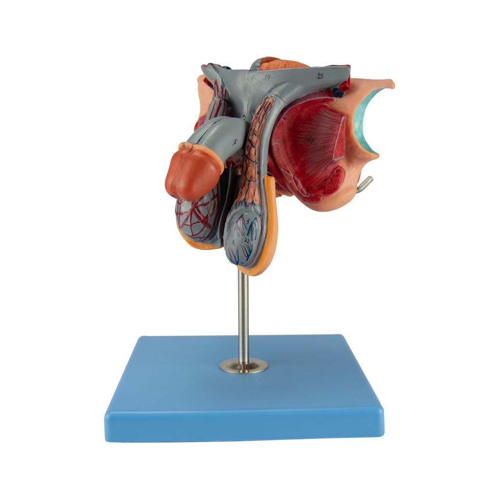 Modelo anatomico de genitales masculinos