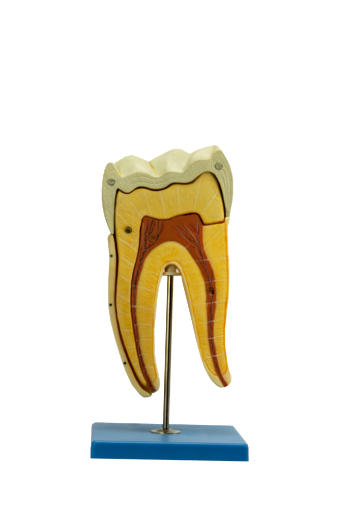 Modelo dental de molar inferior