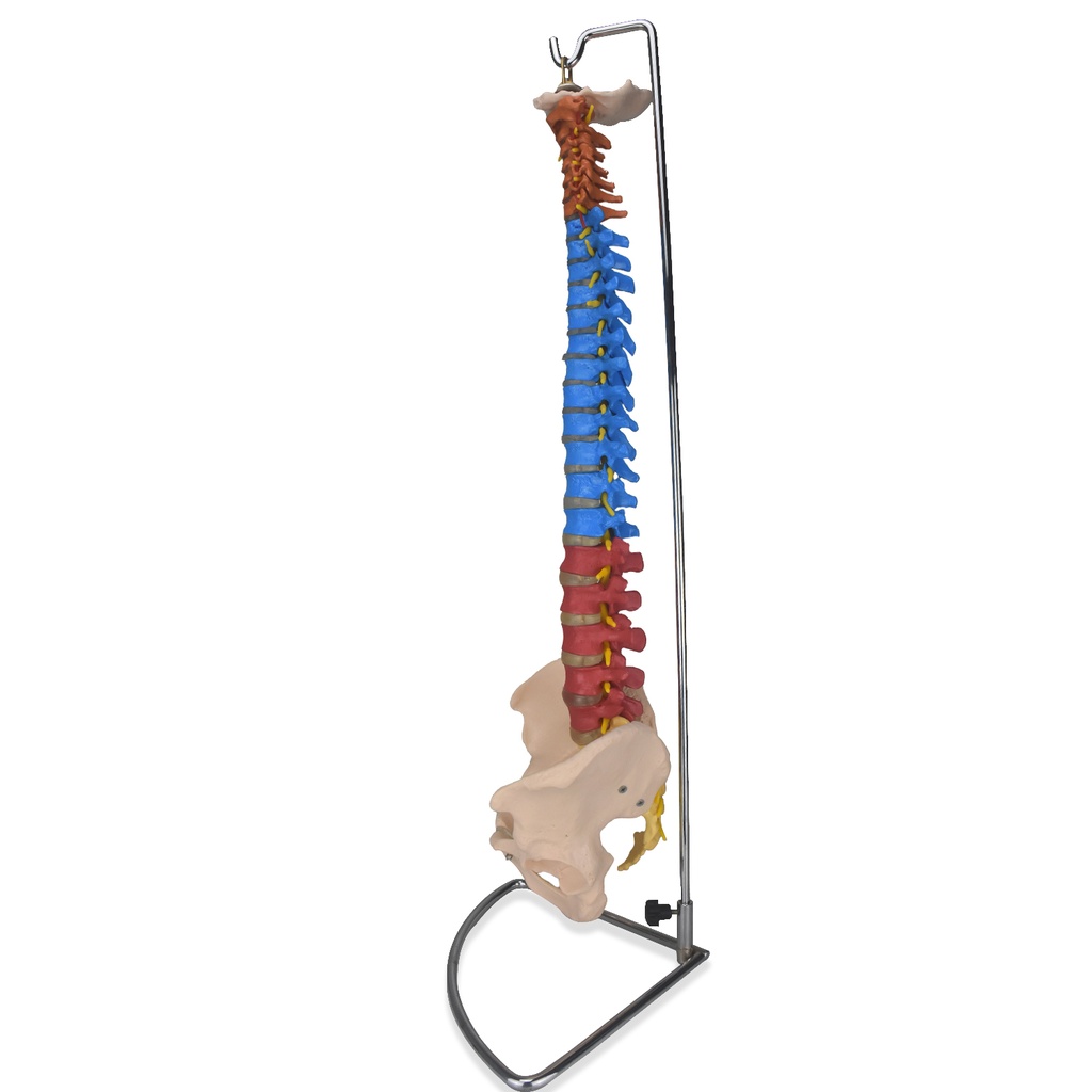 Columna vertebral de colores
