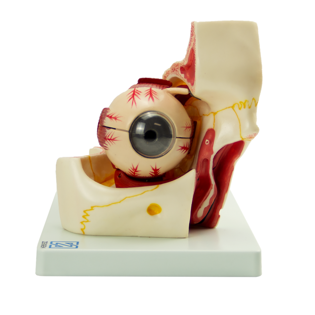 Globo ocular