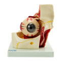 Globo ocular