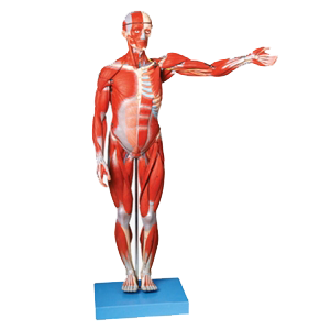 Modelo anatómico muscular masculino con organos internos