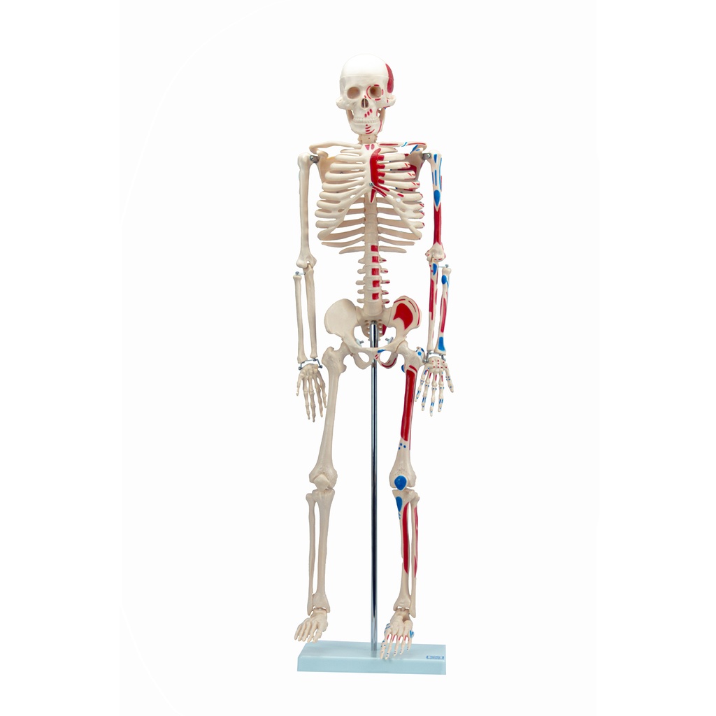 Modelo de esqueleto flexible a colores 85cm