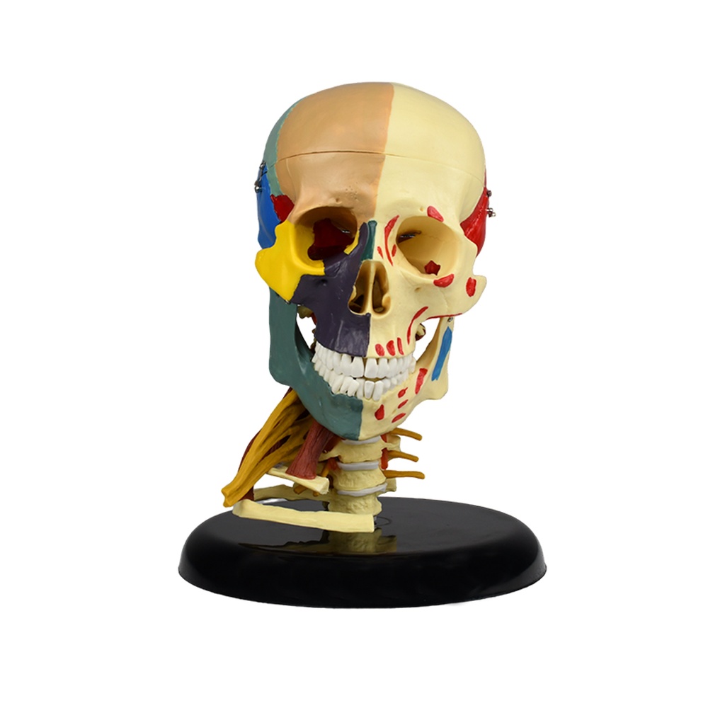 Craneo con cuello con colores