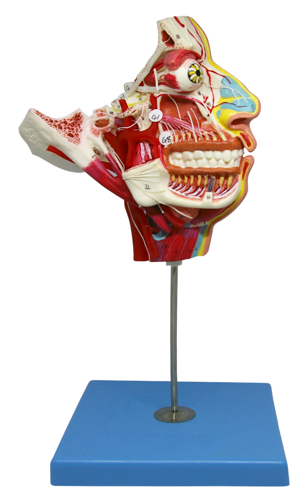 Cara con nervios, musculos y vasos sanguineos