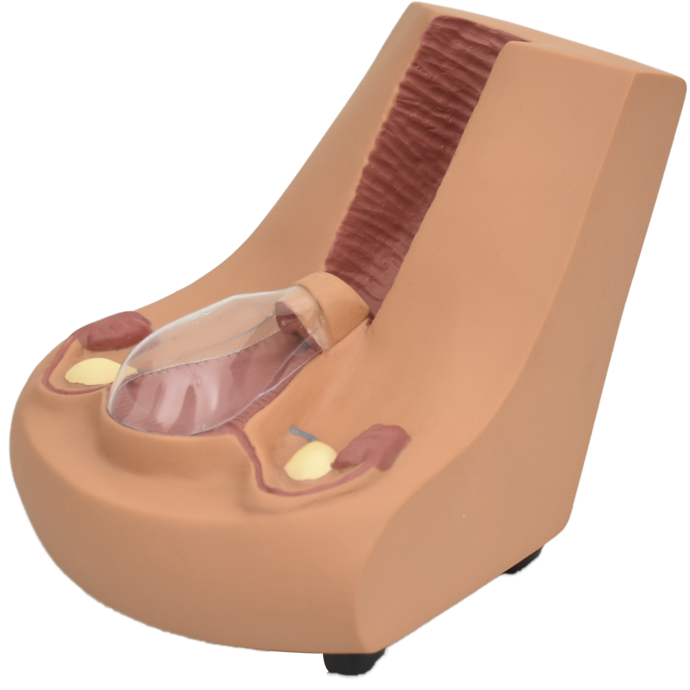 Diu modelo de formación