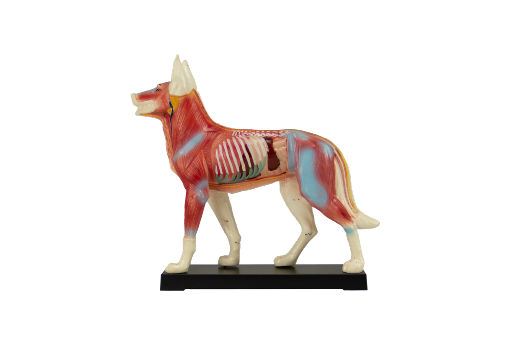 Modelo de perro para acupuntura