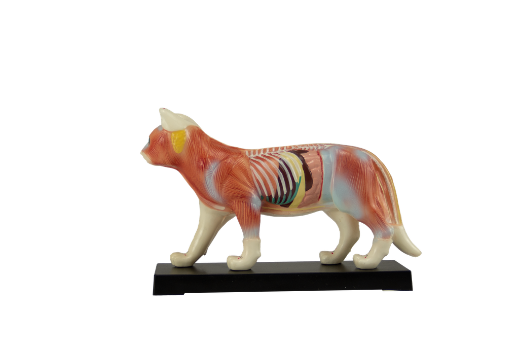 Modelo de gato para acupuntura