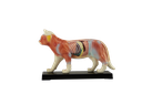 Modelo de gato para acupuntura