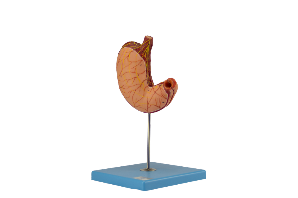 Modelo de estómago