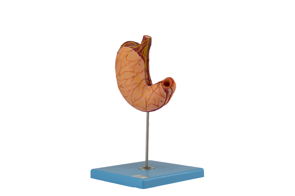 Modelo de estomago