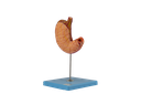 Modelo de estómago