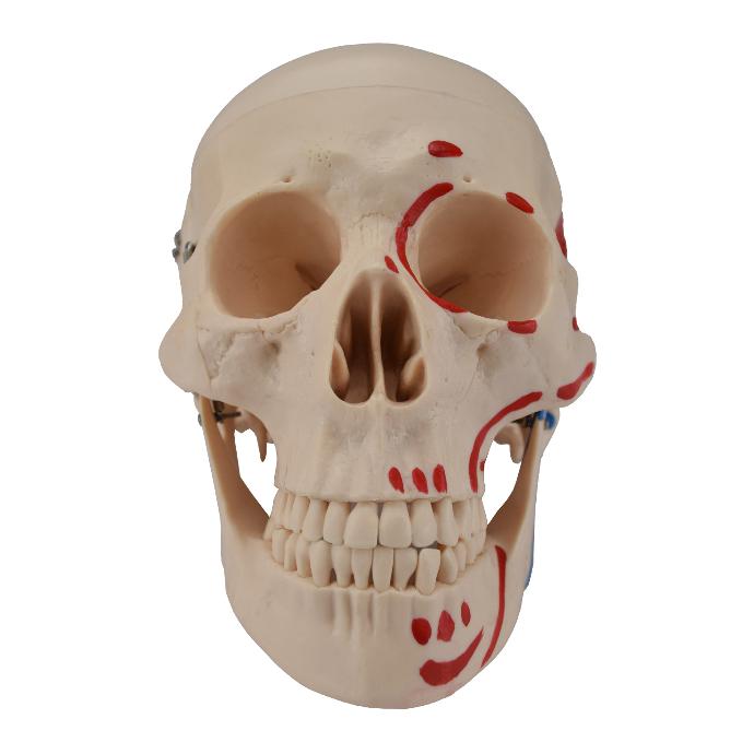 Cráneo con inserciones de músculos pintados