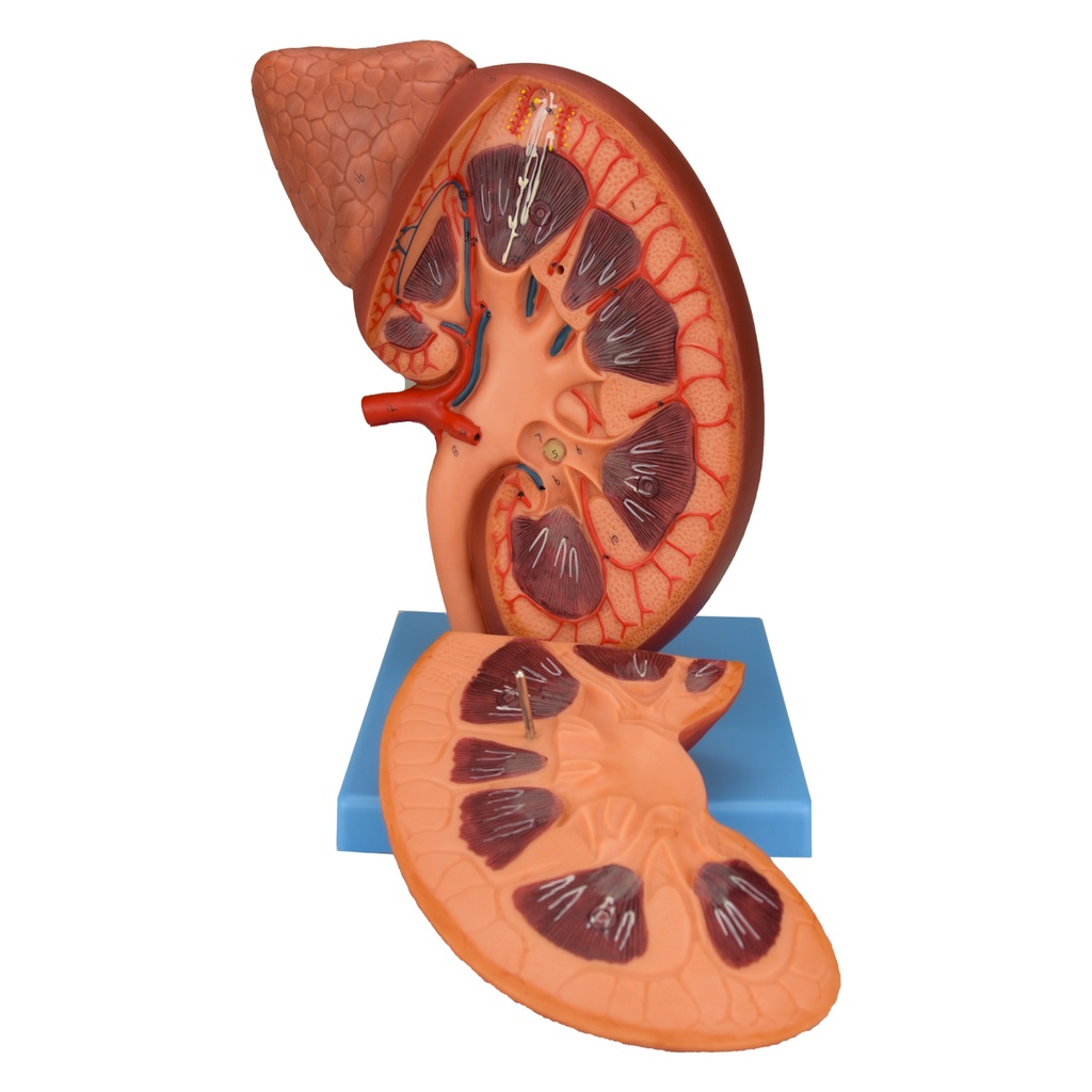 Modelo de riñón con nefrona y glomérulo