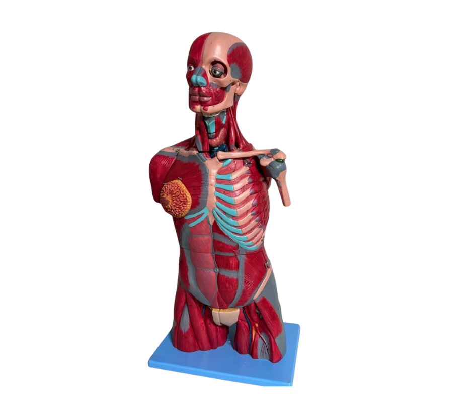 Torso busexual muscular profesional