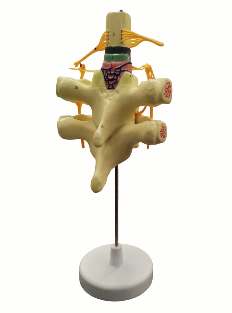 Modelo anatómico de médula espinal y nervios espinales