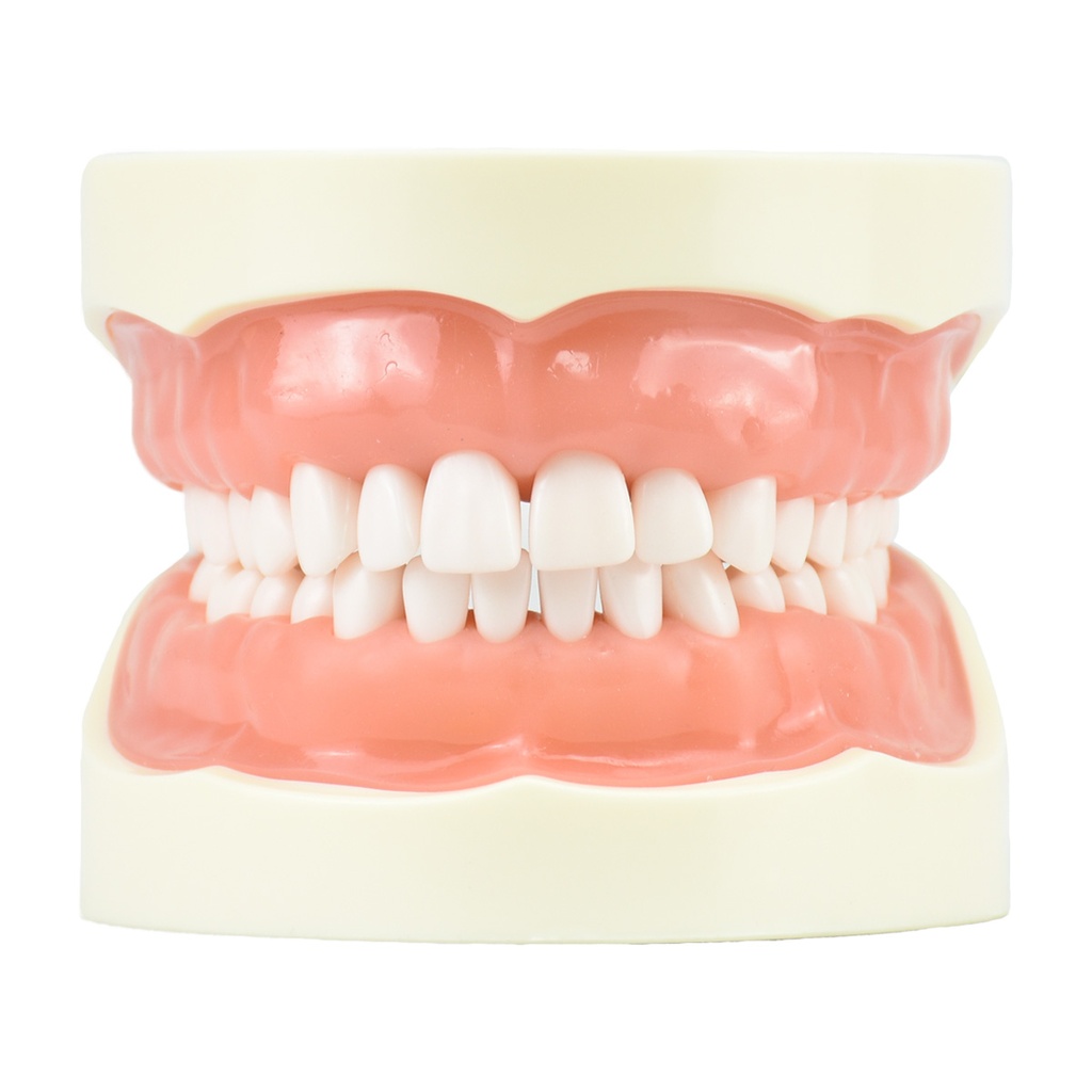 Simulador de dentadura para prácticas, 32 dientes removibles