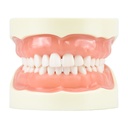 Tipodonto con 32 dientes removibles