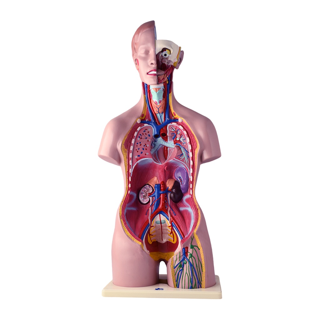 Modelo anatómico de torso bisexual (copia)