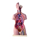 Modelo anatómico de torso bisexual (copia)