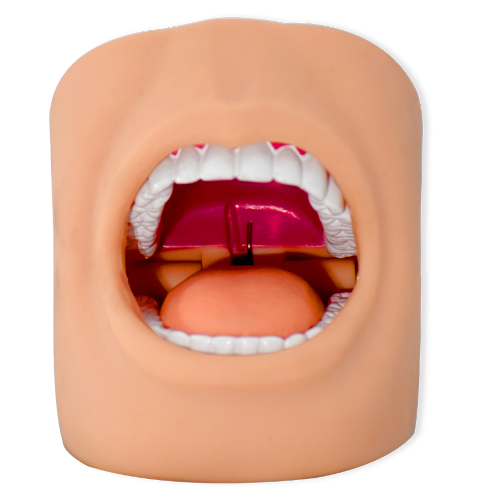 Modelo de boca con dientes para prácticas odontológicas
