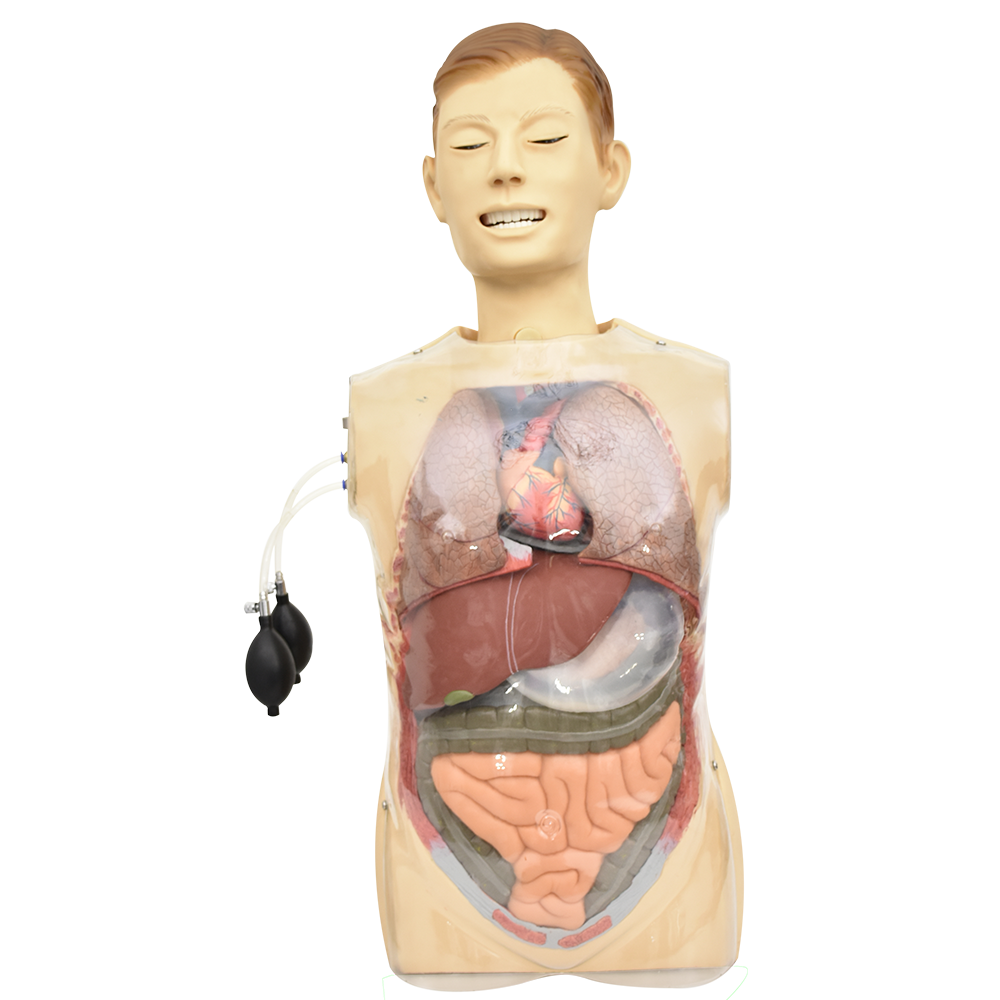 Simulador lavado gastrico transparente