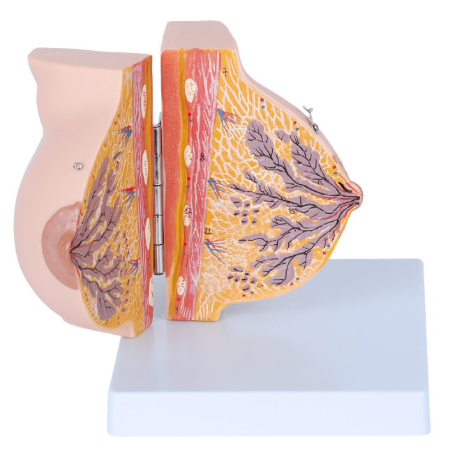 Glándula mamaria en periódo de reposo (seno)