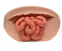 Simulador de laceración abdominal con viceras expuestas para sobreponer