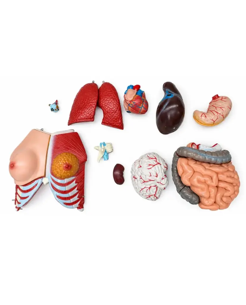 Kit de vísceras para torso humano anatómico unisex