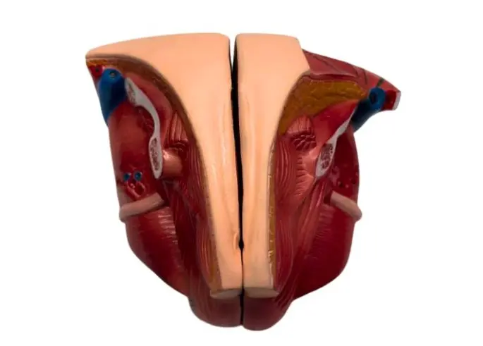 Aparato reproductor femenino para torso humano anatómico unisex