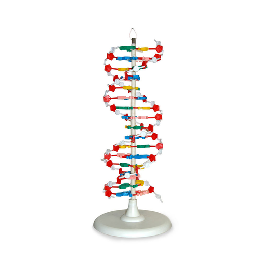 [ADN] Modelo de ADN