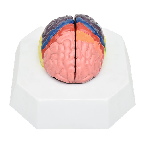 [CER-COL] Cerebro de colores