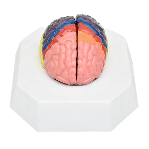[CER-COL] Cerebro de localización de funciones cerebrales por colores