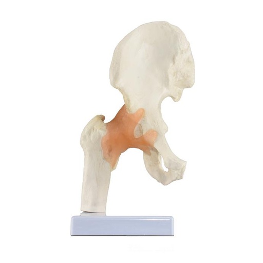 [ART-CAD] Articulación de la cadera
