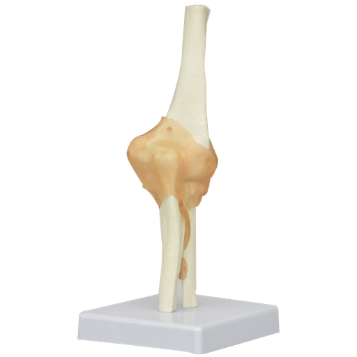 [ART-CODO] Articulacion del codo